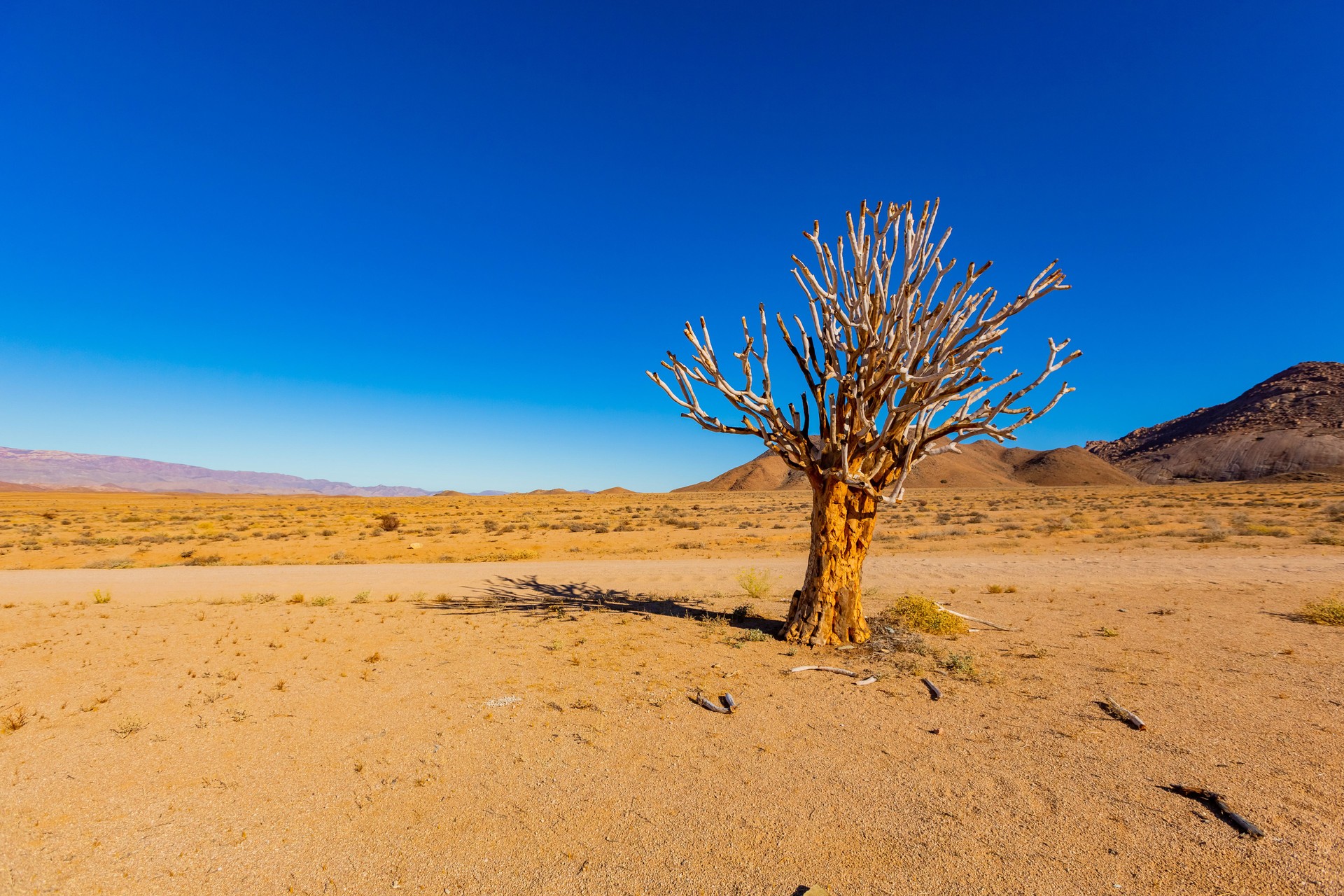 Ancient Quiver Tree succulents in the Richtersveld National Park