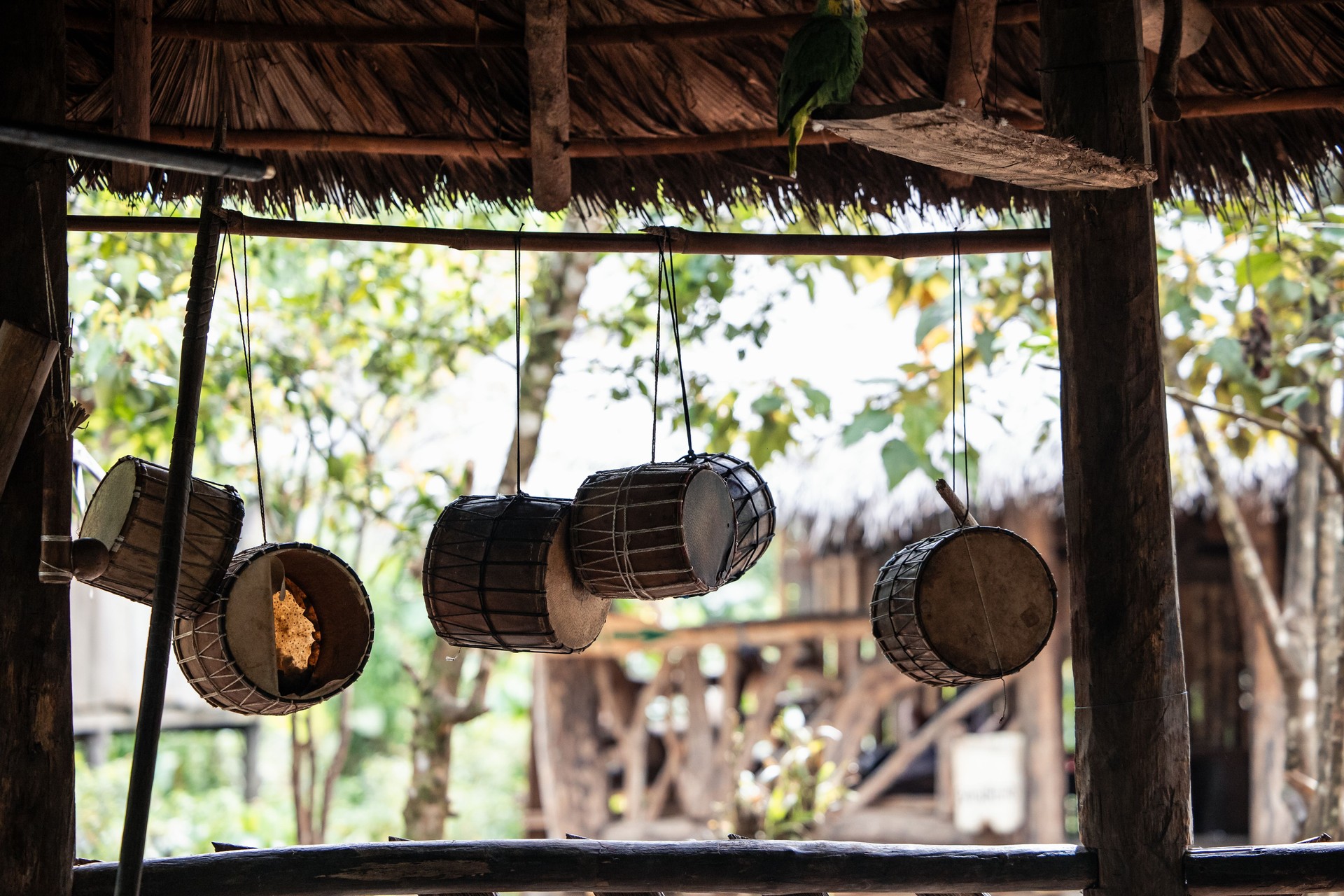 Shamanic drums of the Wayuri tribe hanging from a hut ceiling in the Amazon, Ecuador